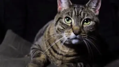 A Meowy Christmas_backdropimg
