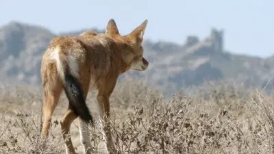 Africa's Lost Wolves_backdropimg
