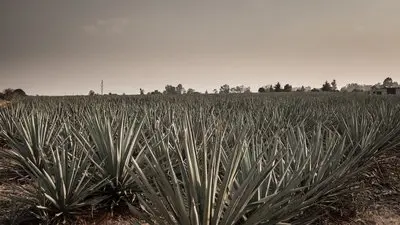 Agave: The Spirit of a Nation_backdropimg