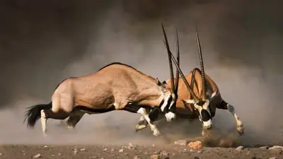Animal Fight Night_backdropimg
