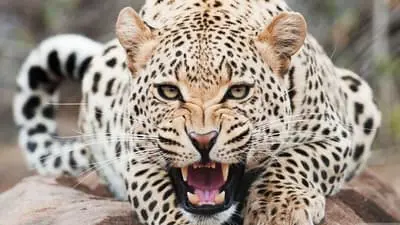Animal's Armory_backdropimg