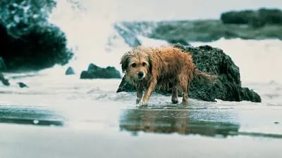 Av Köpeği Benji_backdropimg