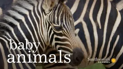 Baby Animals_backdropimg