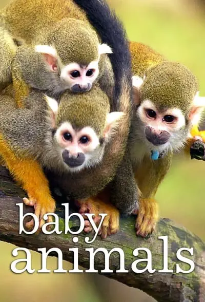 Baby Animals_poster