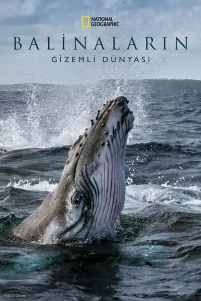 Balinaların Gizemli Dünyası_poster