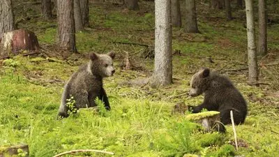 Beary Tales_backdropimg
