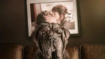 Benim Şapşik Köpeğim_backdropimg