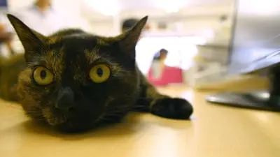 Cat Nation_backdropimg