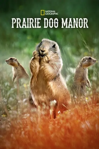 Çayır Köpekleri Bölgesi_poster