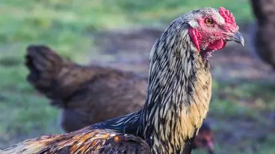 Chicken Planet_backdropimg