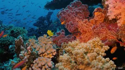 Coral Reef Adventure_backdropimg