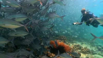 Coral Triangle_backdropimg