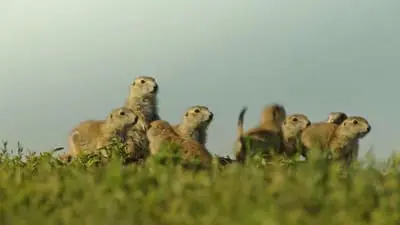 Die verrückte Welt der Hörnchen_backdropimg