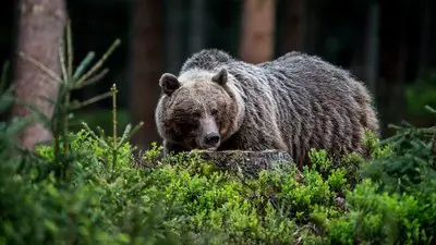 Divoké Slovensko_backdropimg
