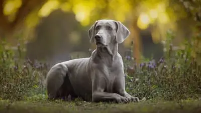 Dogs 101_backdropimg