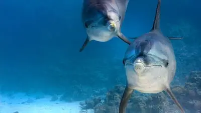 Dolphin Reef_backdropimg