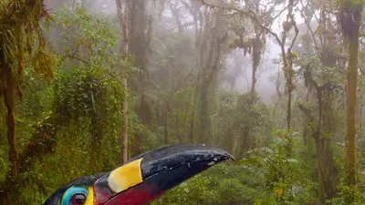Ecuador: On the Wild Side_backdropimg