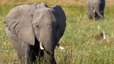 Elephant_backdropimg