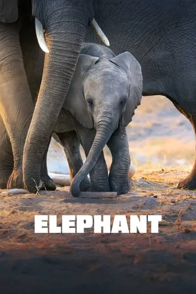 Elephant_poster