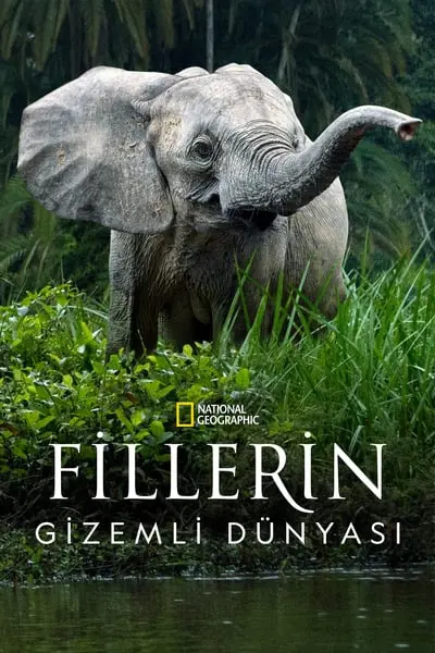 Fillerin Gizemli Dünyası_poster