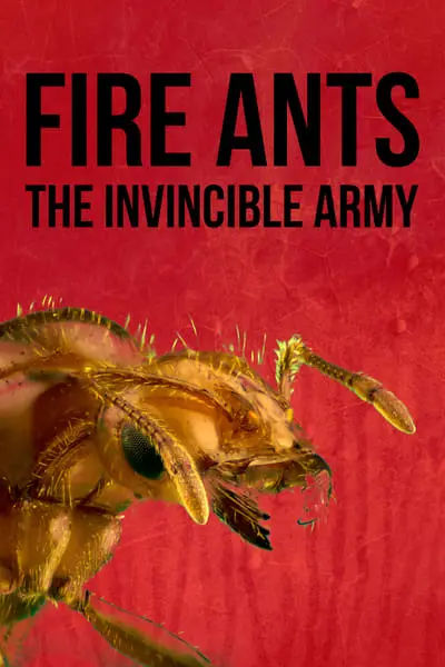 Fire Ants 3D: The Invincible Army_poster