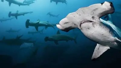 Galapagos Realm Of Giant Sharks_backdropimg