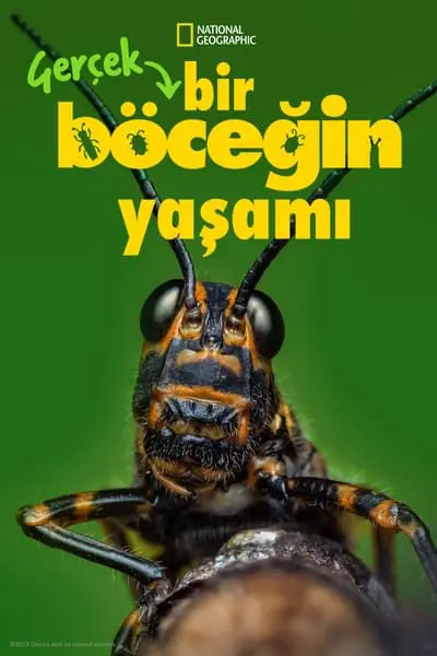 Gerçek Bir Böceğin Yaşamı_poster