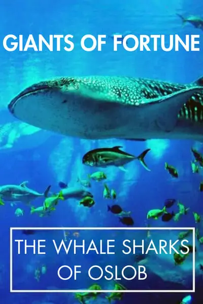 Giants of Fortune: The Whale Sharks of Oslob_poster