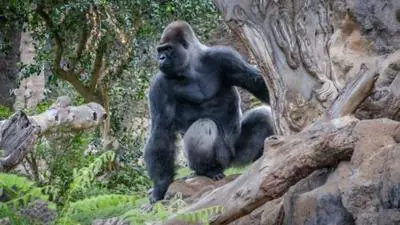 Gorillas: Rumble in the Jungle_backdropimg
