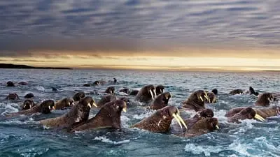 Great Migrations_backdropimg