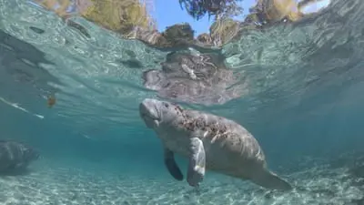 Hamilton's Journey - Manatees in a New Light_backdropimg