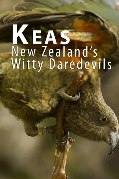Heimliche Helden - Keas in Neuseeland_poster