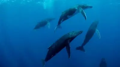 Humpback Whales_backdropimg
