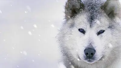 Ice Dogs: The Only Companions Worth Having_backdropimg
