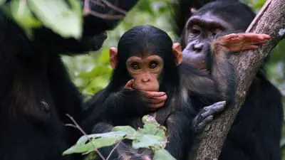 Jane Goodall: Saving Paradise_backdropimg