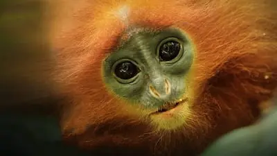 Kinabatangan: Der Amazonas des Ostens_backdropimg