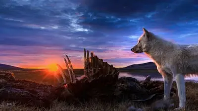Kingdom of the White Wolf_backdropimg