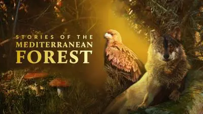 Las historias del bosque mediterráneo_backdropimg