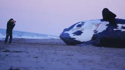 Last of the Right Whales_backdropimg