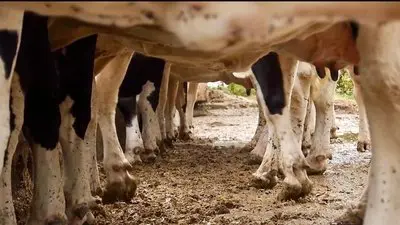Les vaches n'auront plus de nom_backdropimg