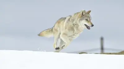 L'Odyssée du loup_backdropimg
