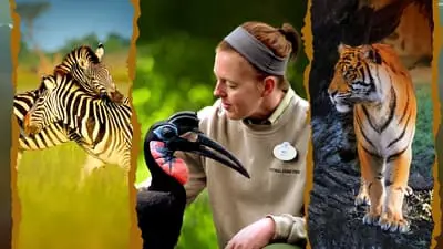 Magic of Disney's Animal Kingdom_backdropimg