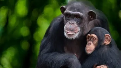 Meet the Chimps_backdropimg