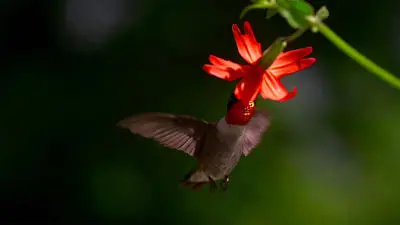Migrations: Frequent Flyers_backdropimg
