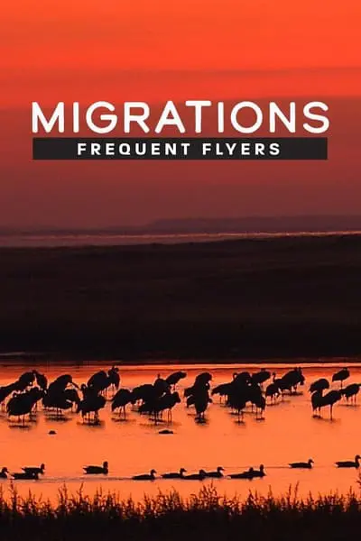 Migrations: Frequent Flyers_poster
