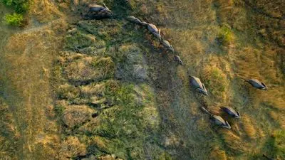 Migrations: Herds on the Move_backdropimg