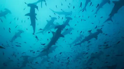 Migrations: The Big Swim_backdropimg