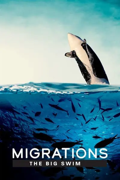 Migrations: The Big Swim_poster