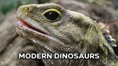 Modern Dinosaurs_backdropimg