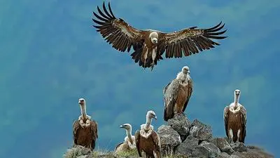 Nature's Clean-up Crew_backdropimg